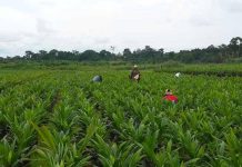 Digesting the Benefits of AfDB’s Special Agro-Industrial Processing Zone as It Kickstarts in Kaduna and Cross River States Digesting the Benefits of AfDB’s Special Agro-Industrial Processing Zone as It Kickstarts in Kaduna and Cross River States