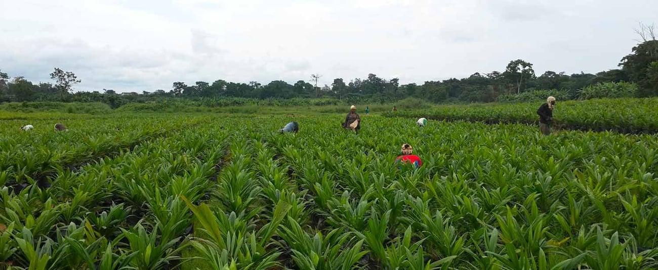 Digesting the Benefits of AfDB’s Special Agro-Industrial Processing Zone as It Kickstarts in Kaduna and Cross River States Digesting the Benefits of AfDB’s Special Agro-Industrial Processing Zone as It Kickstarts in Kaduna and Cross River States