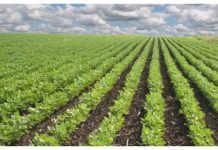 Food security: ECOWAS Commission trains youths on ecological organic agriculture Food security: ECOWAS Commission trains youths on ecological organic agriculture