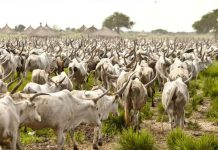 Open grazing no longer sustainable in Benue – Miyetti Allah Open grazing no longer sustainable in Benue – Miyetti Allah