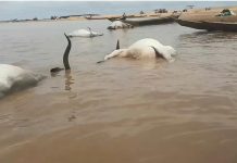 Over 100 Cattle Mysteriously Die Crossing River Benue Over 100 Cattle Mysteriously Die Crossing River Benue