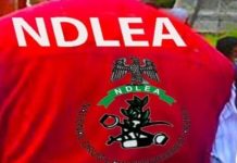 NDLEA Arrests Man With 7,000 Tramadol Capsules in Kano NDLEA Arrests Man With 7,000 Tramadol Capsules in Kano