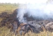 Herdsmen Set Rice Farm Ablaze in Benue Community Herdsmen Set Rice Farm Ablaze in Benue Community