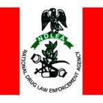 NDLEA destroys over 25 tonnes of illicit drugs in Kebbi NDLEA destroys over 25 tonnes of illicit drugs in Kebbi