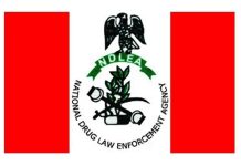 NDLEA destroys over 25 tonnes of illicit drugs in Kebbi NDLEA destroys over 25 tonnes of illicit drugs in Kebbi