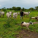 Nigerian Government Moves to End Farmer-Herder Clashes Nigerian Government Moves to End Farmer-Herder Clashes