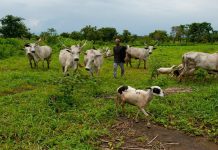 Nigerian Government Moves to End Farmer-Herder Clashes Nigerian Government Moves to End Farmer-Herder Clashes