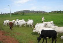 Renewed Violence in Benue Over Fulani Herder Killing Renewed Violence in Benue Over Fulani Herder Killing