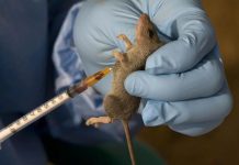 Lassa Fever Spread in Plateau With 11 New Cases Lassa Fever Spread in Plateau With 11 New Cases
