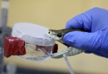 Running After Snakebite Can Kill Clinician Calls For Change Running After Snakebite Can Kill Clinician Calls For Change