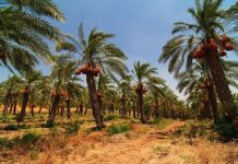 Jigawa Cultivates 10,000 Date Palms for Export Expansion Jigawa Cultivates 10,000 Date Palms for Export Expansion