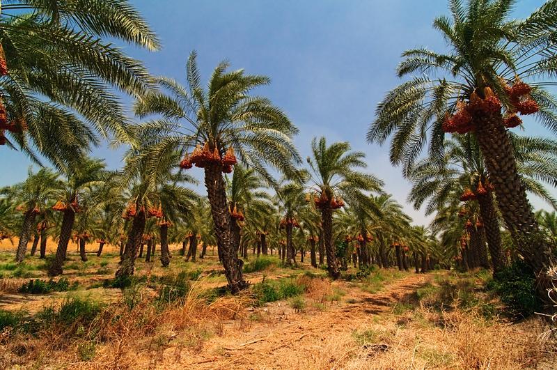 Jigawa Cultivates 10,000 Date Palms for Export Expansion Jigawa Cultivates 10,000 Date Palms for Export Expansion