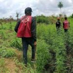 Troops, NDLEA destroy illegal cannabis farm in Cross River Troops, NDLEA destroy illegal cannabis farm in Cross River