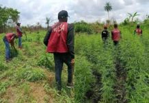 Troops, NDLEA destroy illegal cannabis farm in Cross River Troops, NDLEA destroy illegal cannabis farm in Cross River