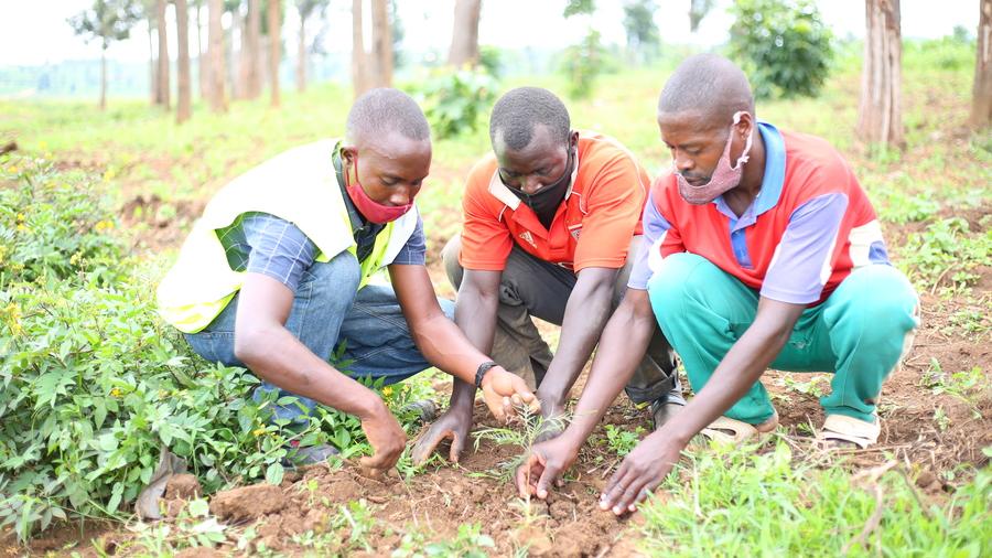 Miracle Corners Rwanda plants over 20,000 trees in Bugesera - Rwanda