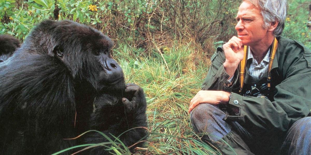 50-years with Rwanda’s mountain gorillas: The story of Dr Alan Goodall ...