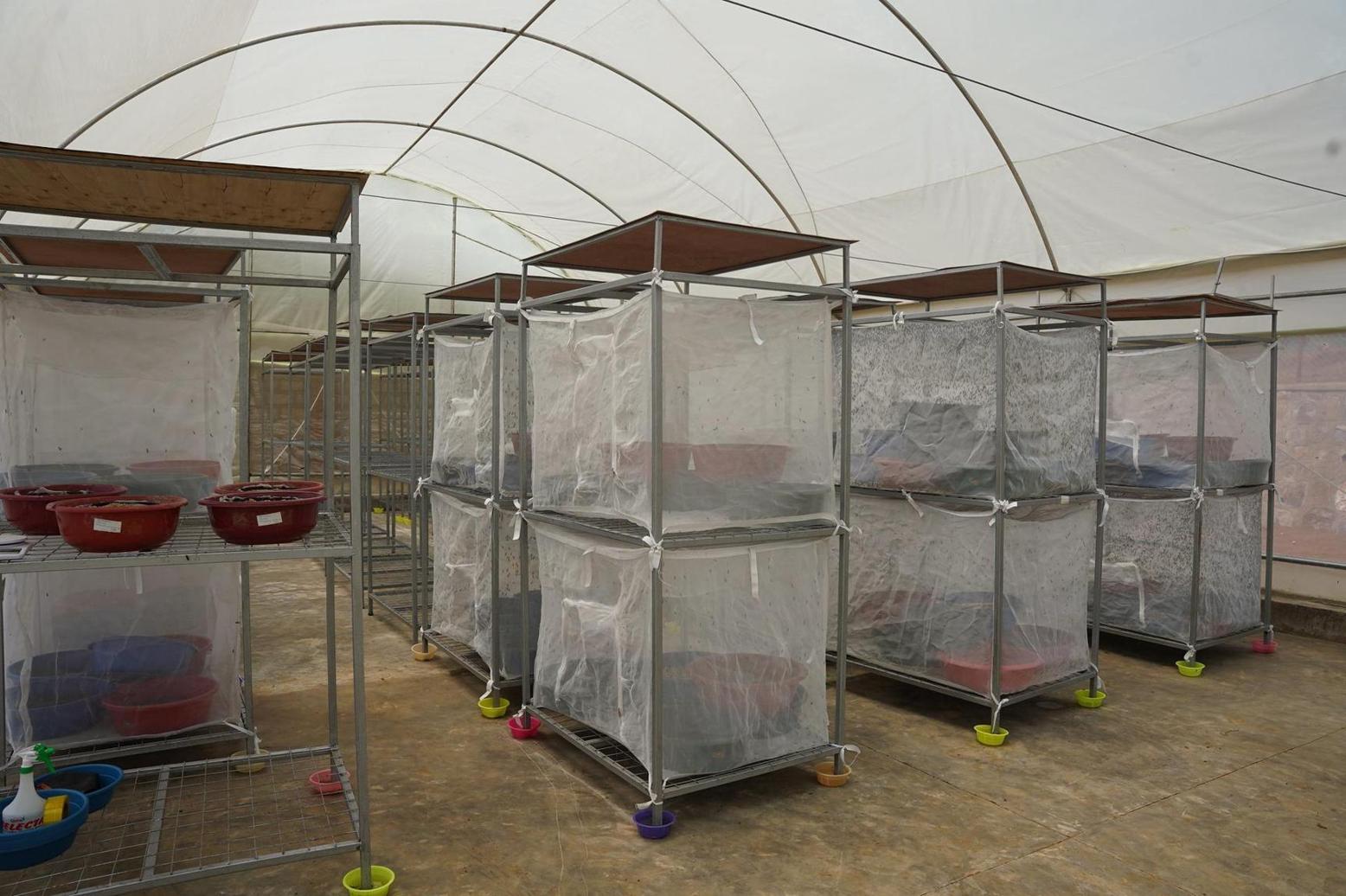 Rwanda gets first insectbased animal feed plant, new standards