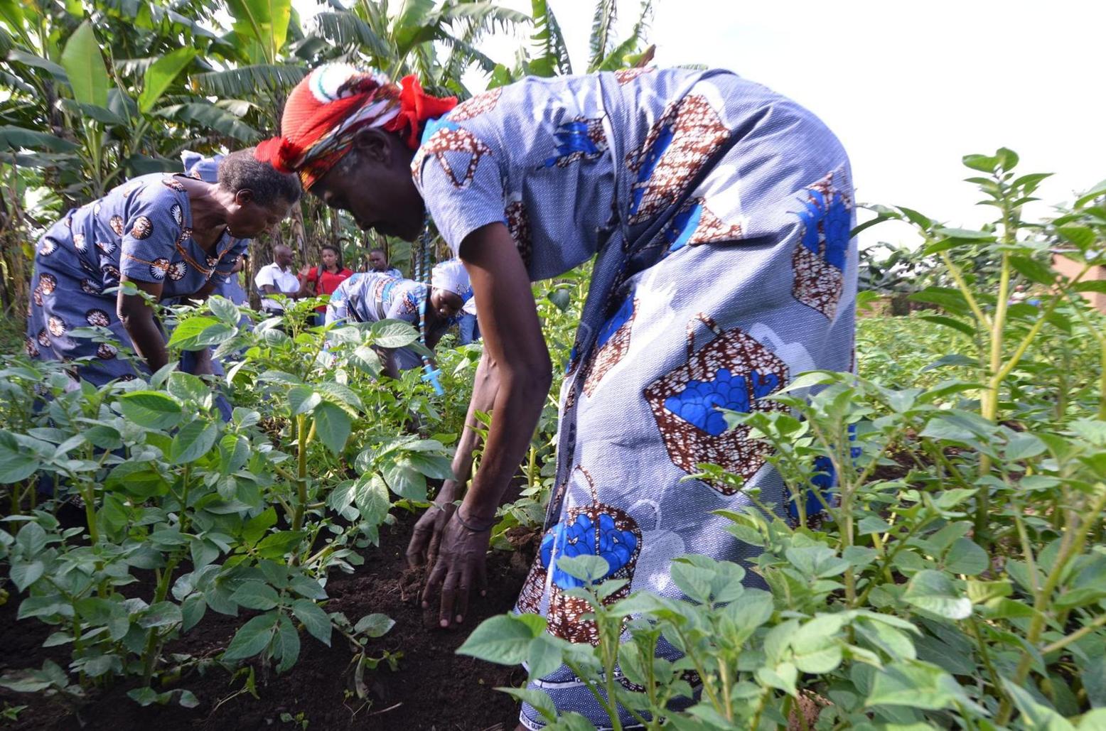 Agric budget to focus on containing fertiliser costs, food security Agric budget to focus on containing fertiliser costs, food security