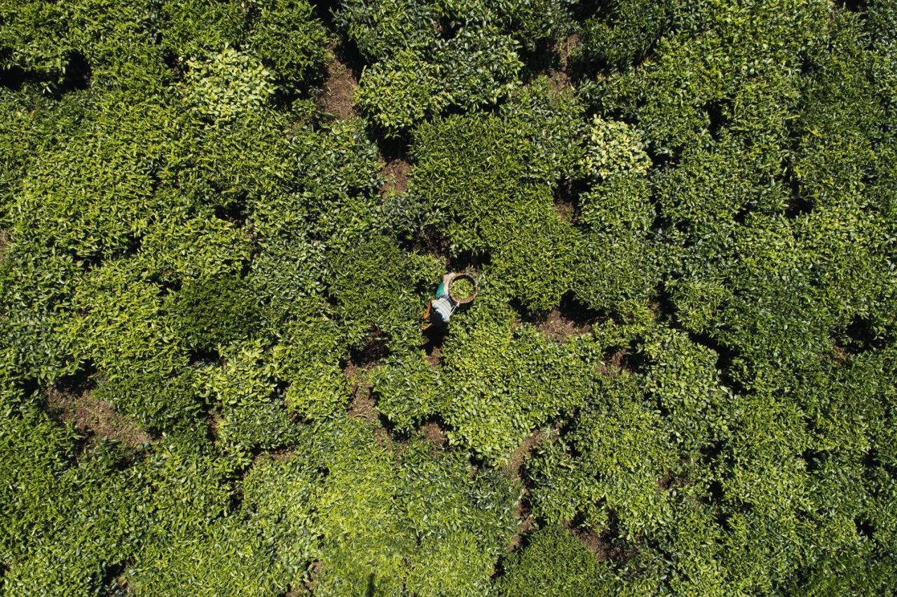 The wonder weed we wish withered away The wonder weed we wish withered away