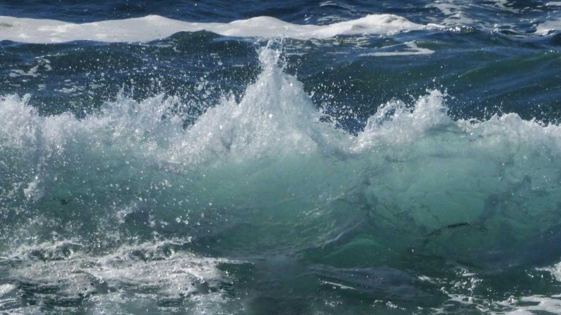 RNA Viruses Infecting Sea Creatures May Affect Carbon Flow in Ocean, Study Says RNA Viruses Infecting Sea Creatures May Affect Carbon Flow in Ocean, Study Says