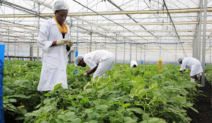 How Is Rwanda Fairing In Agricultural Bio-technology? - Rwanda