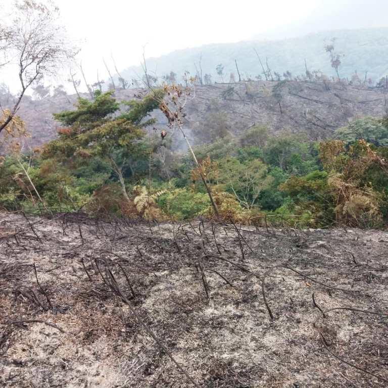 Four arrested over Nyungwe fire