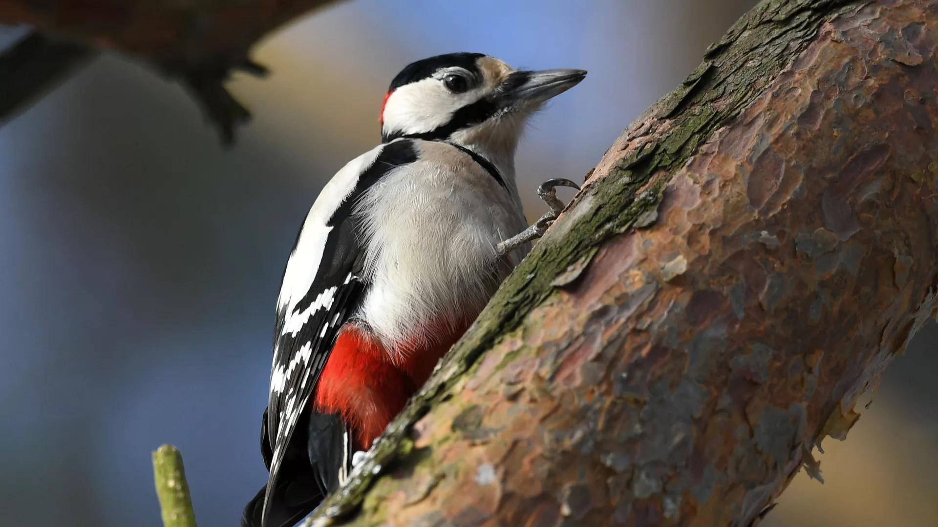 Woodpeckers Have Brain Areas Controlling Their Ability to Drum, Study Says