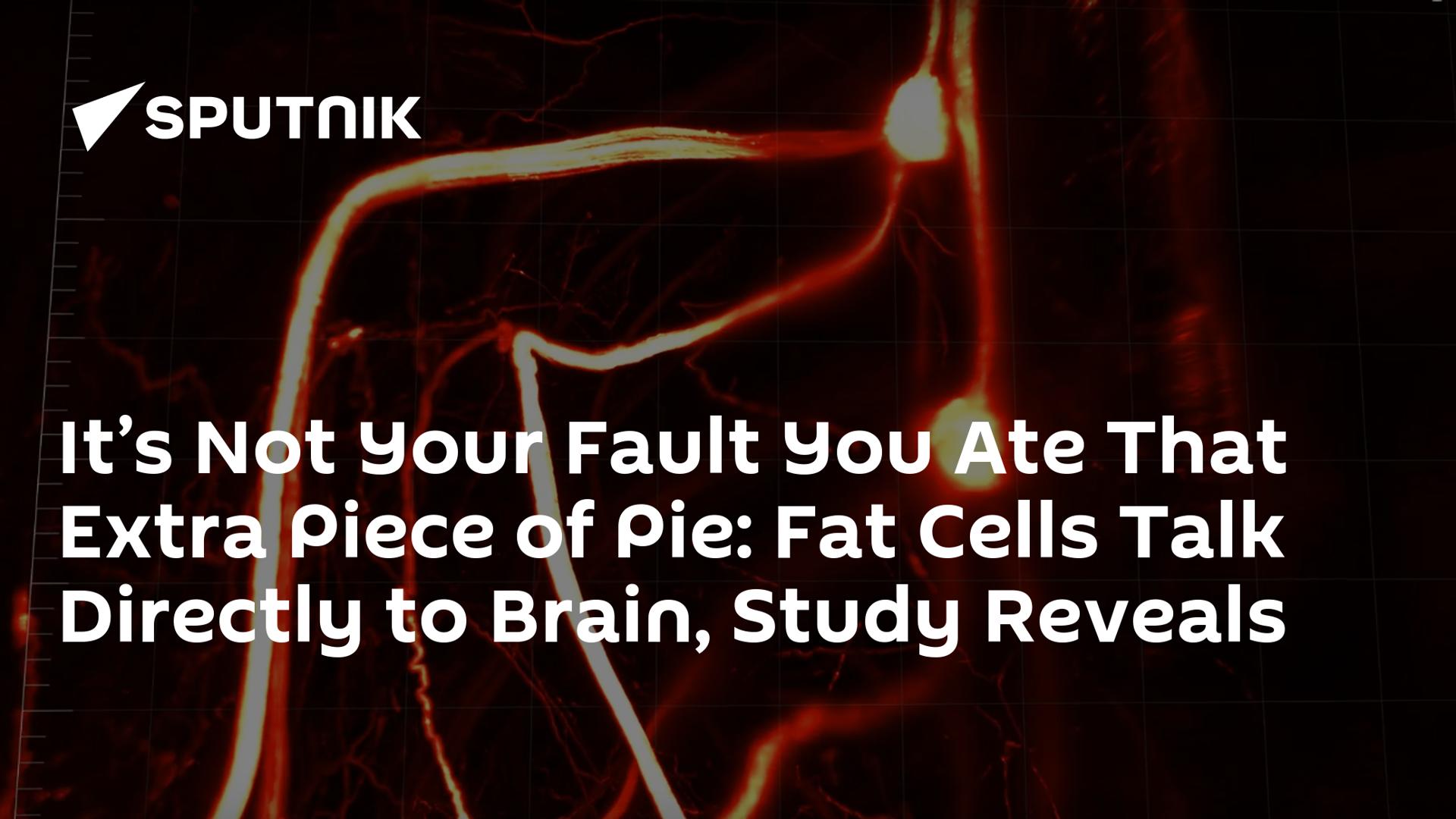 It’s Not Your Fault You Ate That Extra Piece of Pie: Fat Cells Talk Directly to Brain, Study Reveals It’s Not Your Fault You Ate That Extra Piece of Pie: Fat Cells Talk Directly to Brain, Study Reveals