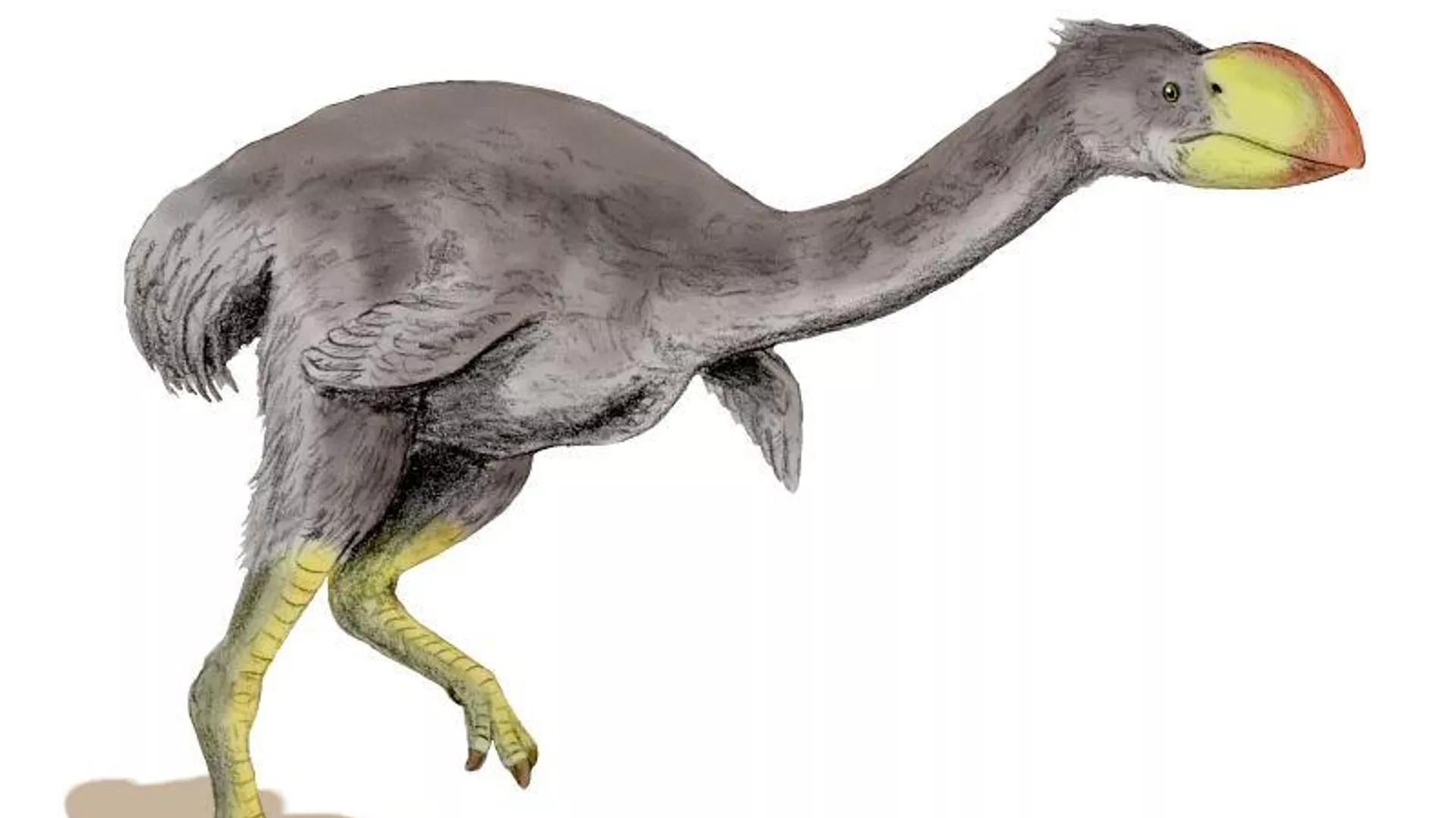 Fossilized Leg Bones of Potentially Largest Bird Ever Unearthed in Australia