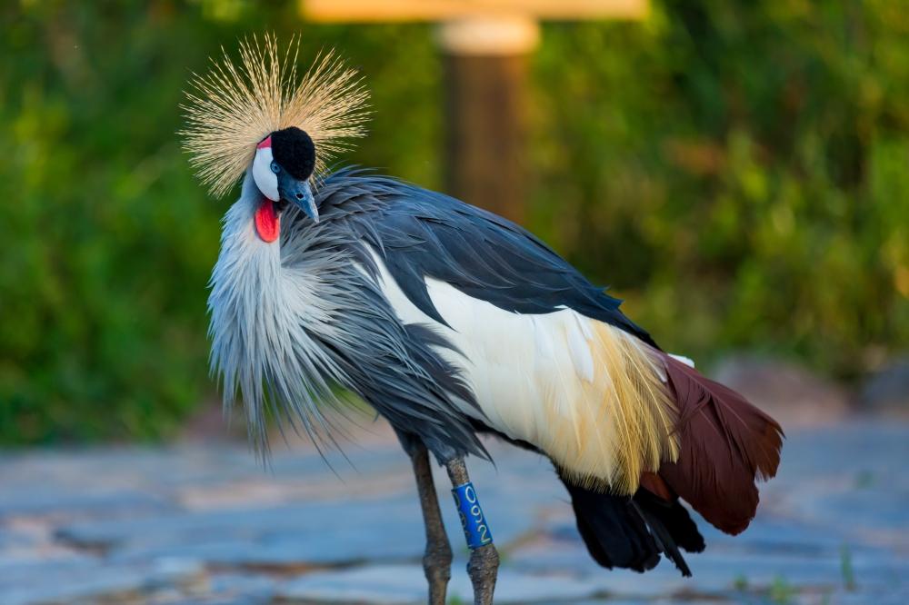 Rwanda’s crane population doubles in five years Rwanda’s crane population doubles in five years