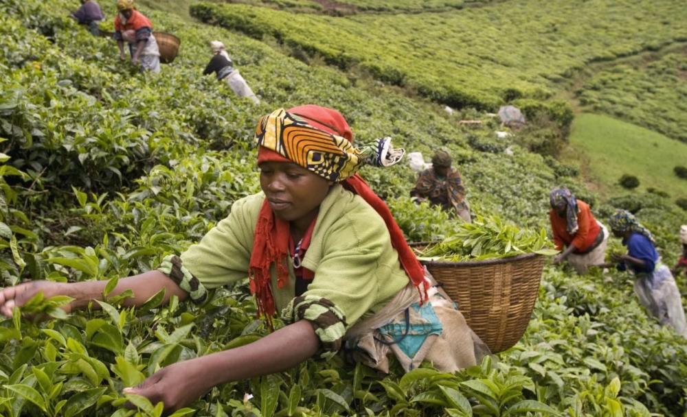From Rwandan crop to English cup, the journey of Rwandan tea