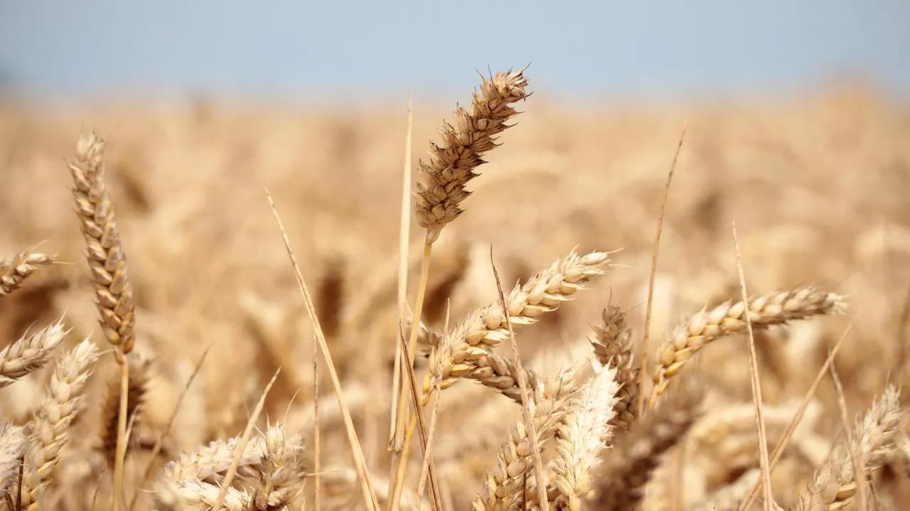 Report: EU Wheat Exports in August Went Primarily to Africa, Middle East