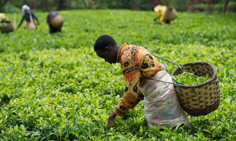 World Bank Gives Rwanda US$200M To Invest In Social Welfare World Bank Gives Rwanda US$200M To Invest In Social Welfare