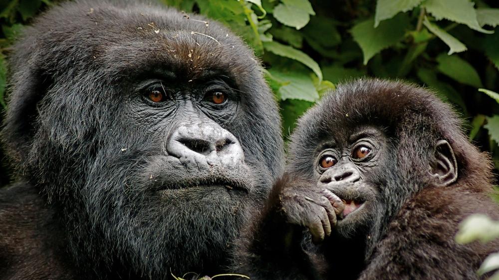 Rwanda among top countries in management of endangered species Rwanda among top countries in management of endangered species