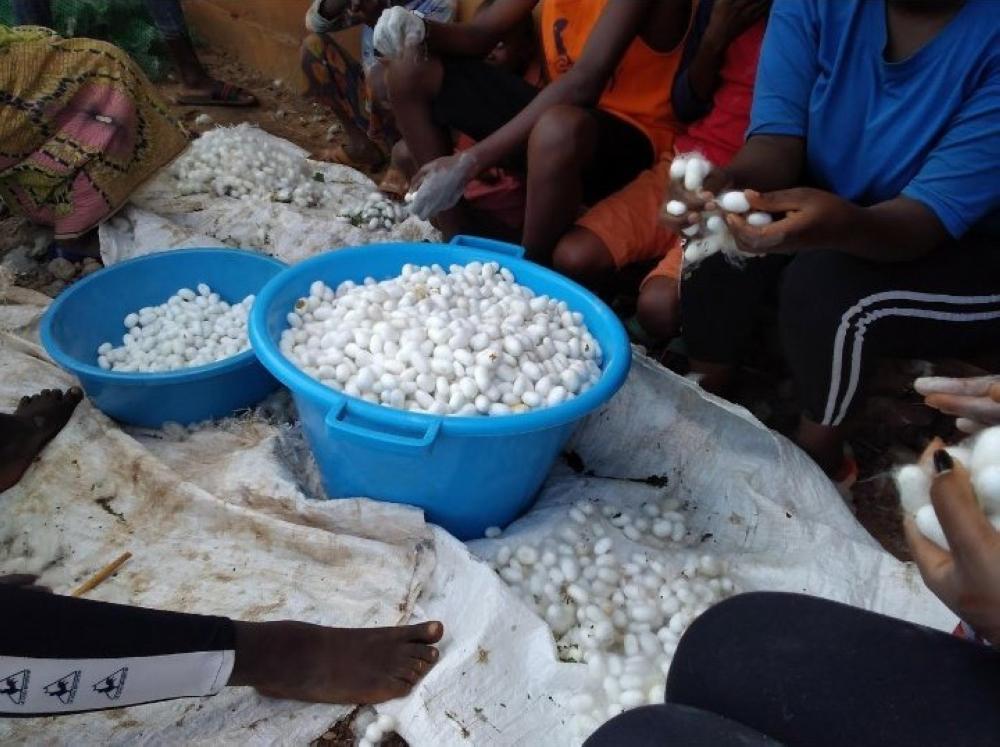 Silk production drops following Korean investor’s exit Rwanda