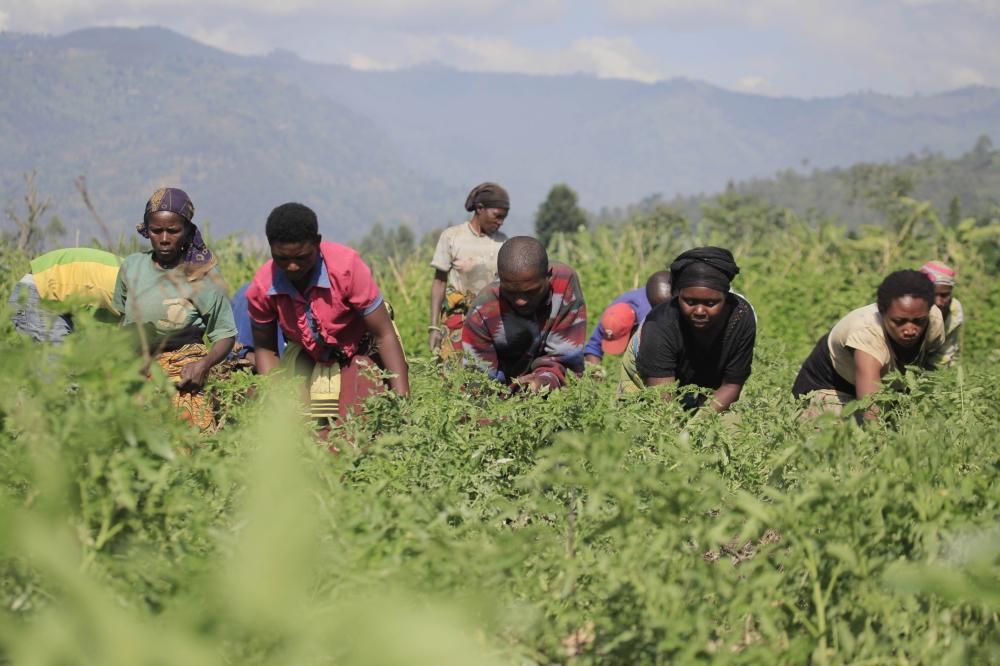 $30m project seeks to secure markets for smallholder farmers $30m project seeks to secure markets for smallholder farmers