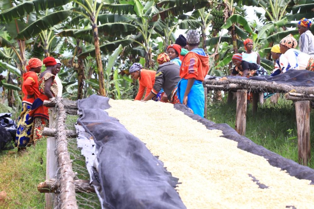 Kayonza: Coffee growing boosts financial freedom for women Kayonza: Coffee growing boosts financial freedom for women