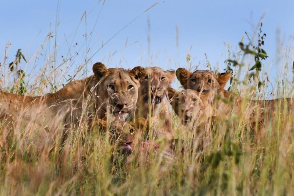 Lions population in Akagera grows to 58 - Rwanda