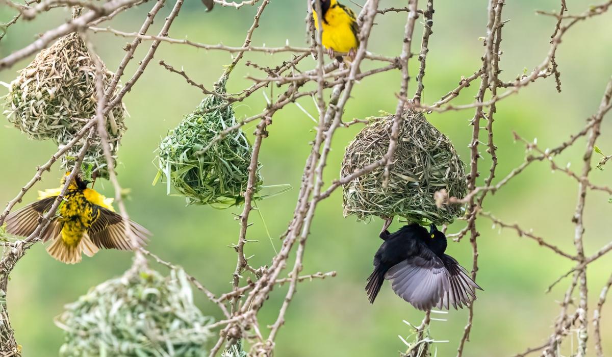 Getting to know Rwanda’s Birds – The Weavers Getting to know Rwanda’s Birds – The Weavers
