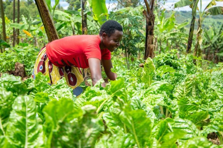 ‘Akarima k’Igikoni’: How vegetable gardens have reduced malnutrition ...