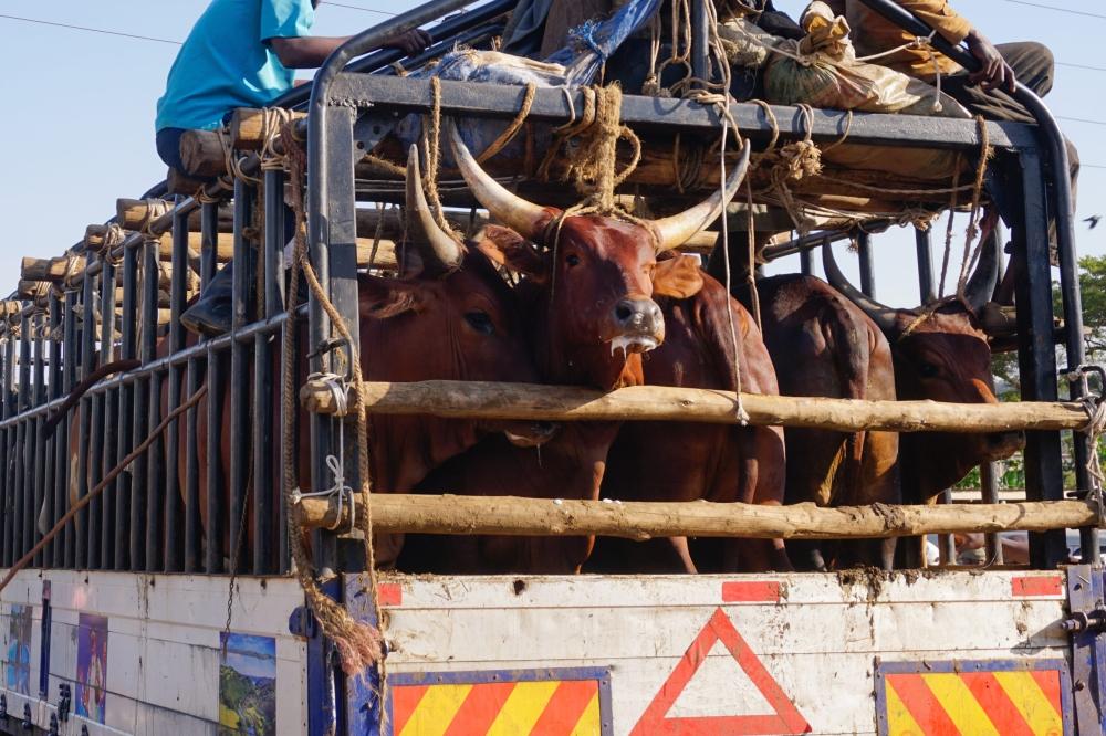 Eastern Province: Rwf350m earmarked for weighing scales in livestock trade amid pricing complaints Eastern Province: Rwf350m earmarked for weighing scales in livestock trade amid pricing complaints