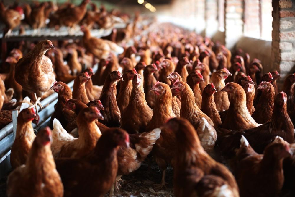 Rwanda launches vaccination for chicks at hatchery Rwanda launches vaccination for chicks at hatchery