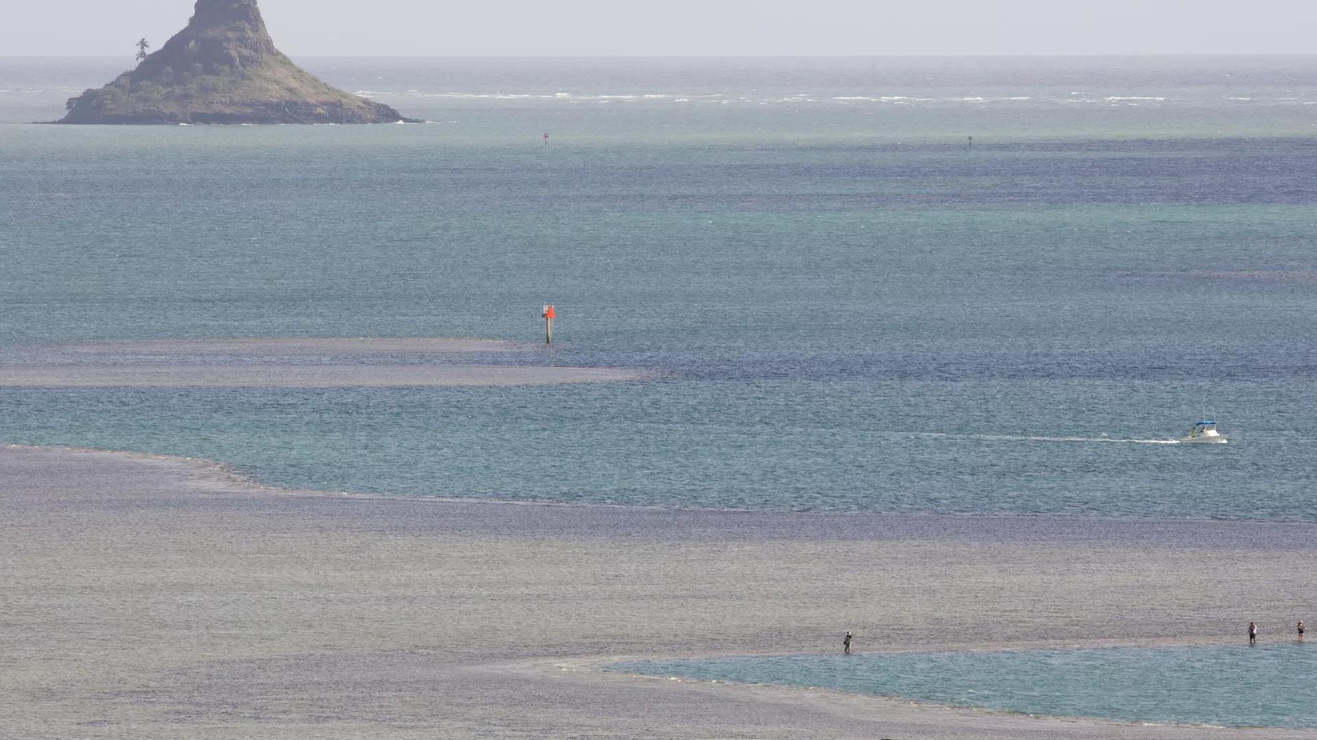 Oceans Increasingly Turning Green Over Last 20 Years, Scientists Say Oceans Increasingly Turning Green Over Last 20 Years, Scientists Say