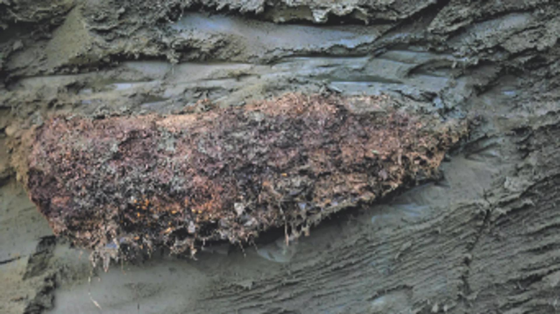 Dormant 46,000-Year-Old Nematode Roundworm From Siberian Permafrost Brought Back to Life Dormant 46,000-Year-Old Nematode Roundworm From Siberian Permafrost Brought Back to Life