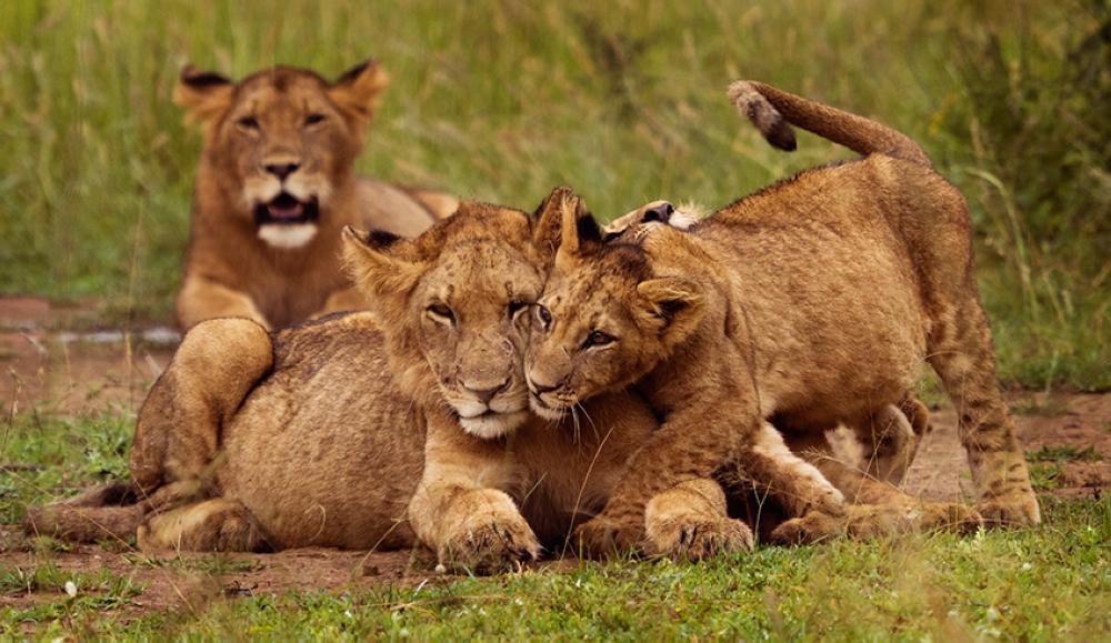 Increase in Rwanda’s lion population attributed to bold conservation efforts Increase in Rwanda’s lion population attributed to bold conservation efforts