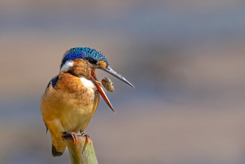 Why Rwanda is a bird sanctuary Why Rwanda is a bird sanctuary