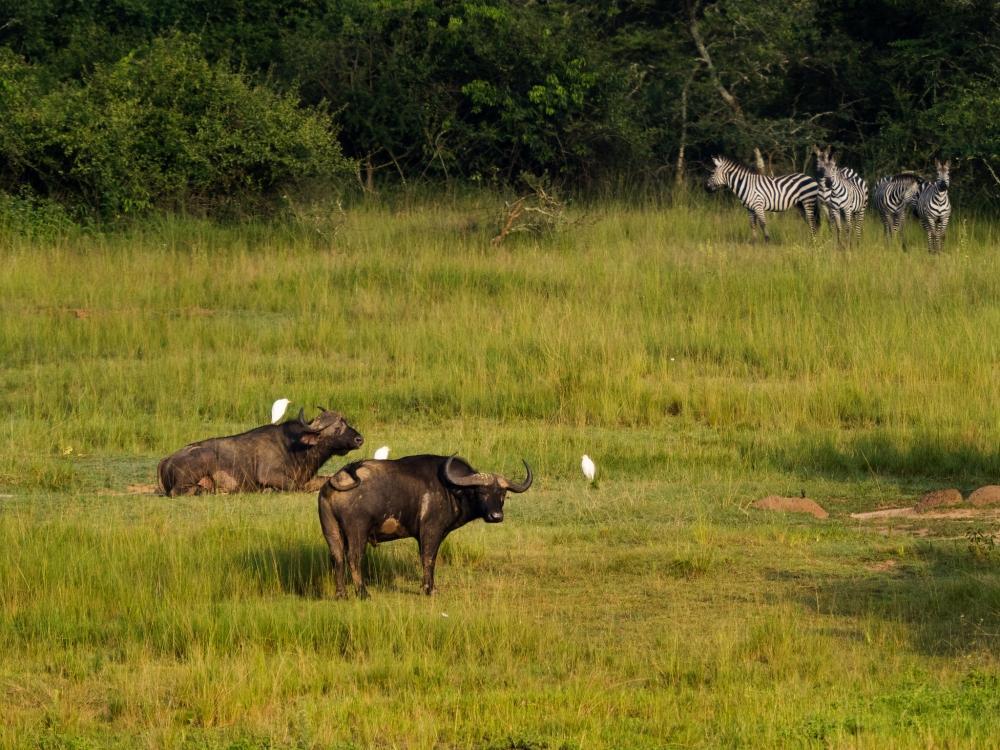 Experts call for more involvement of policymakers in wildlife conservation Experts call for more involvement of policymakers in wildlife conservation