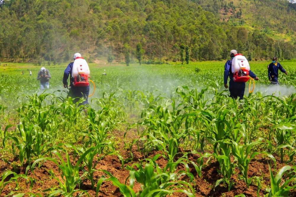 Rwanda embarks on curbing illegal pesticides in agriculture Rwanda embarks on curbing illegal pesticides in agriculture