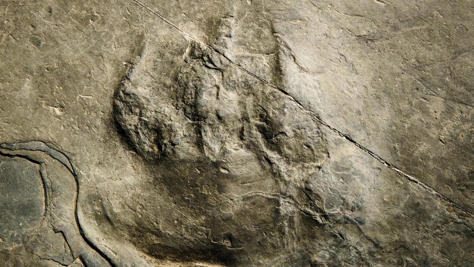 Scientists Accidentally Find 70 Dinosaur Footprints in Texas Scientists Accidentally Find 70 Dinosaur Footprints in Texas