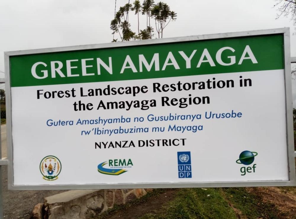 What is ailing Amayaga region forests? What is ailing Amayaga region forests?